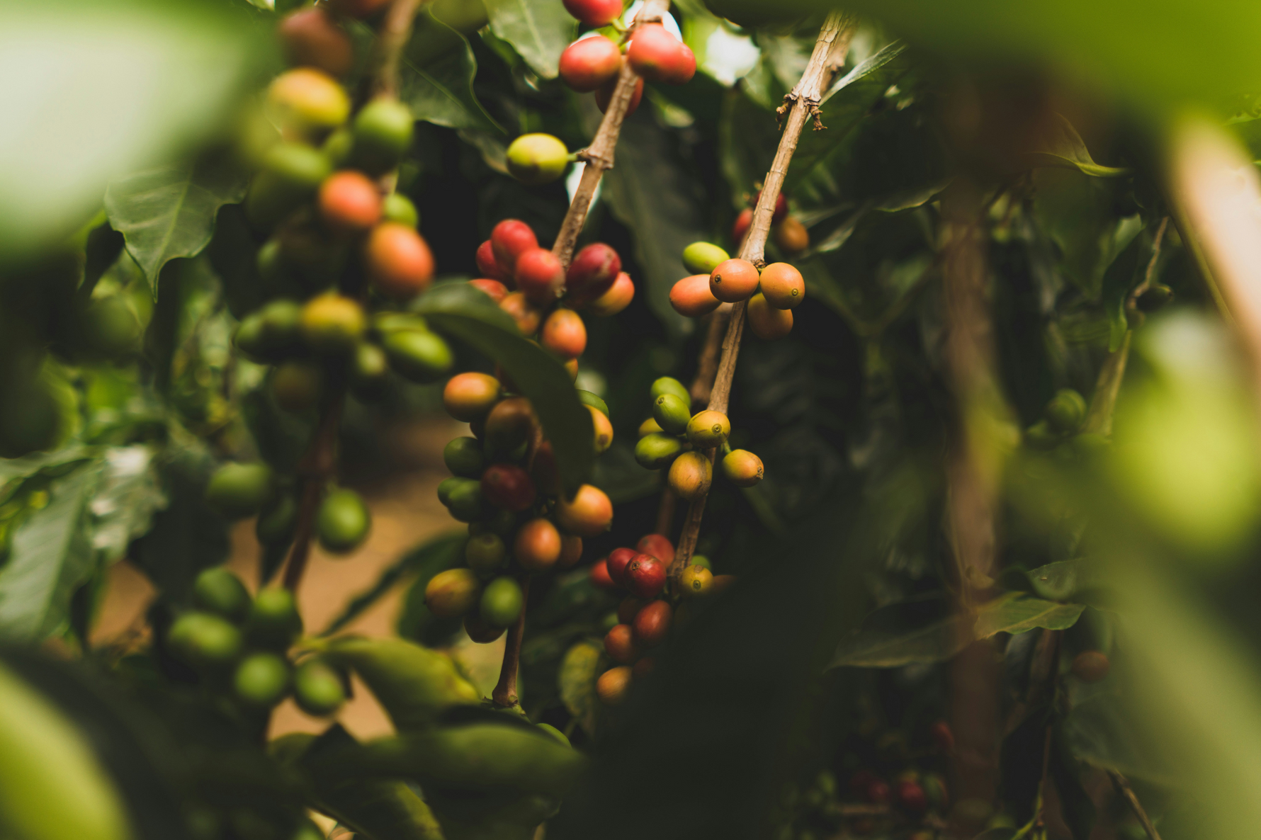 How our beans are grown and roasted